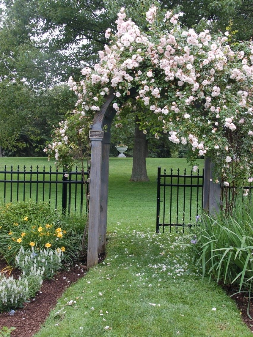 A garden gate adorned with beautiful roses and flowers.