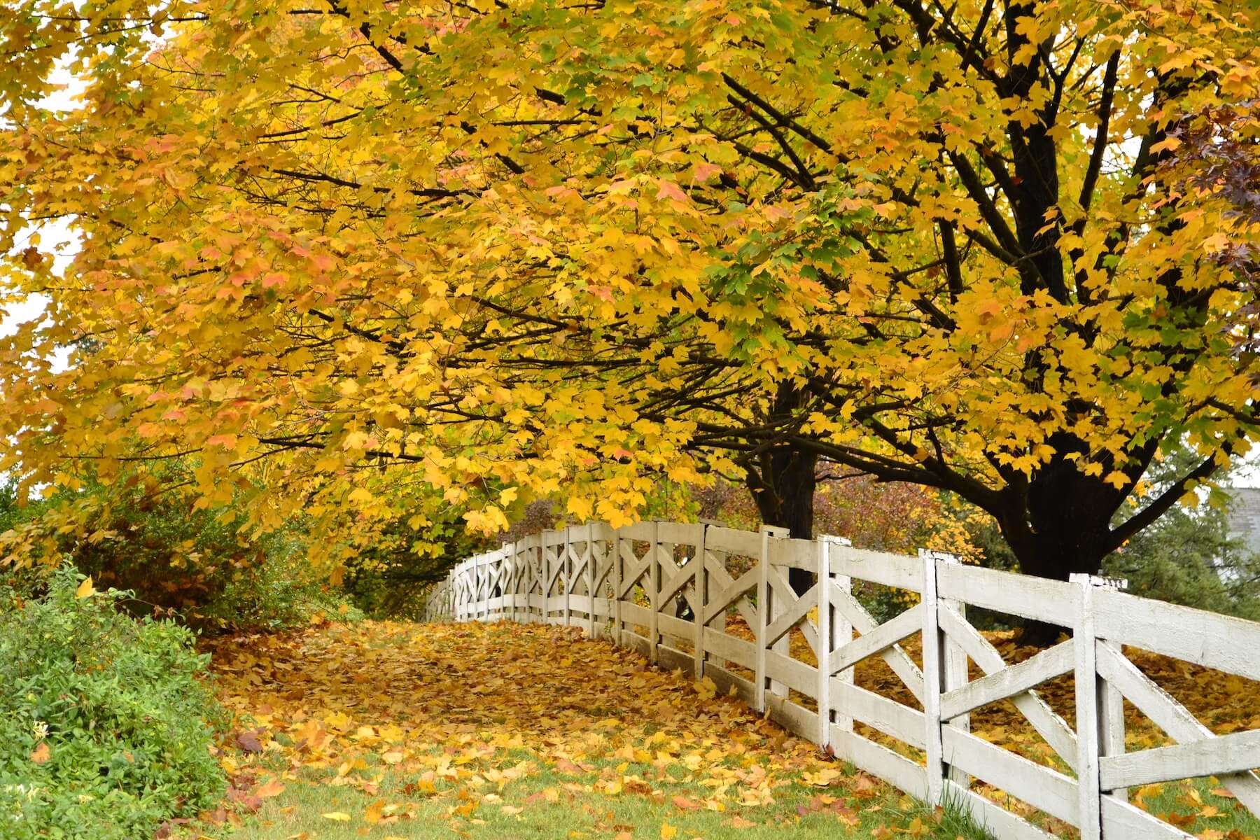 A white fence surrounded by trees with yellow leaves, changing season.