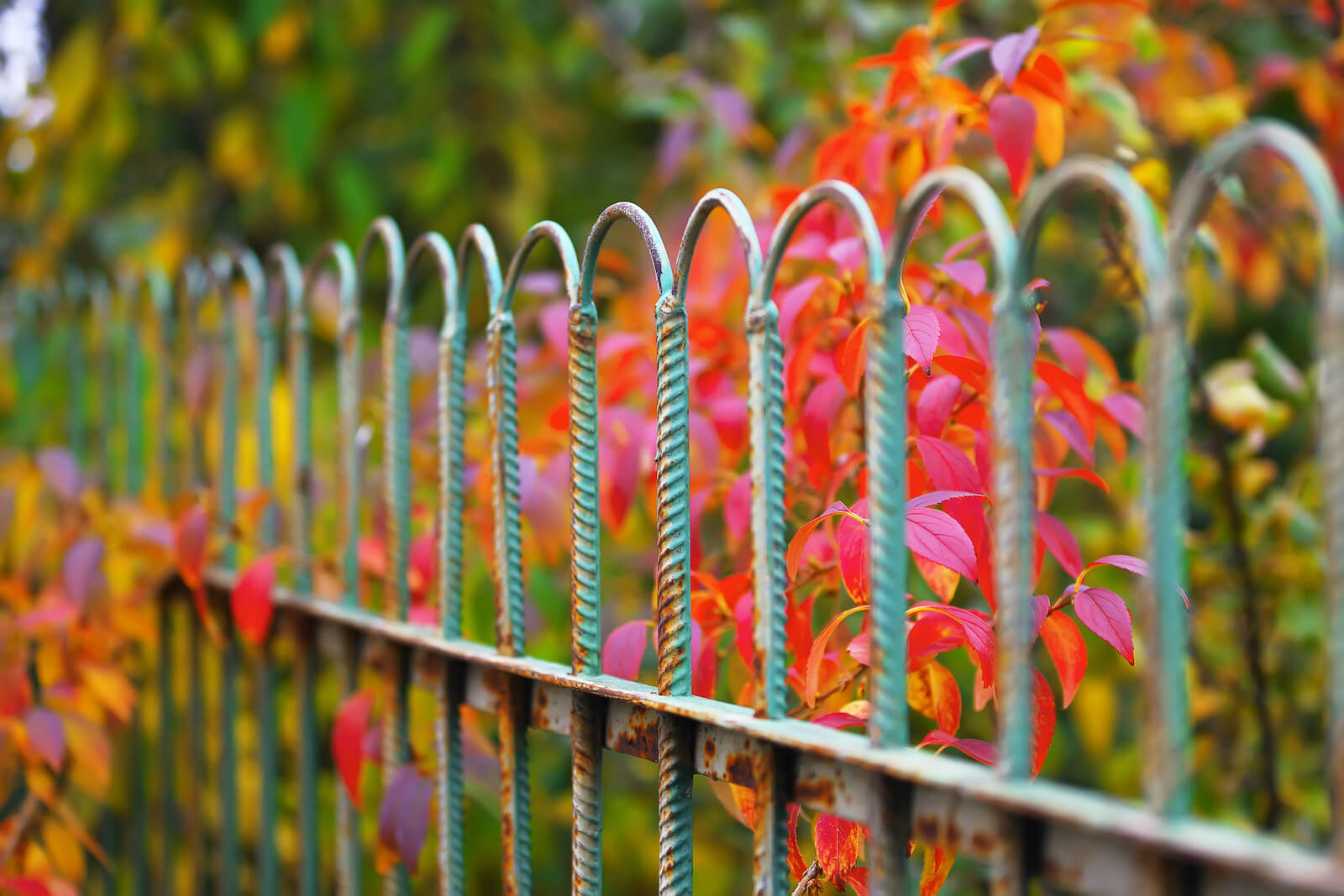 A metal fence in a garden with red leaves in the background.