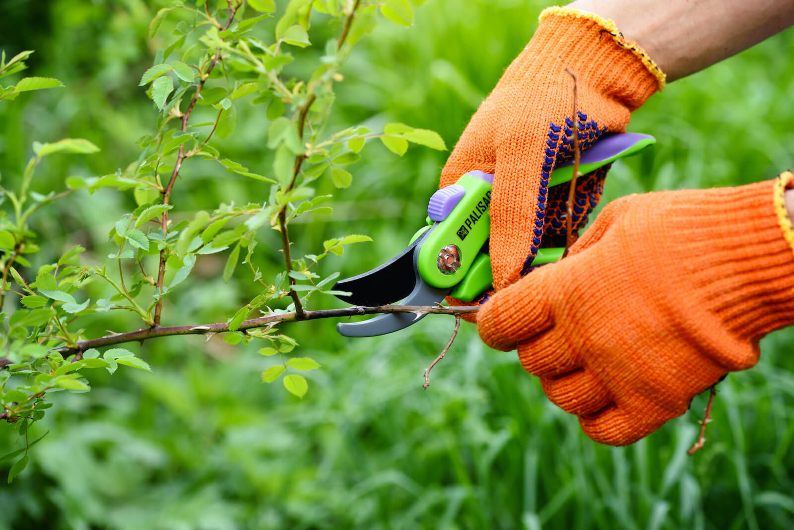 A person is cutting a branch from a plant with a pair of scissors during autumn.